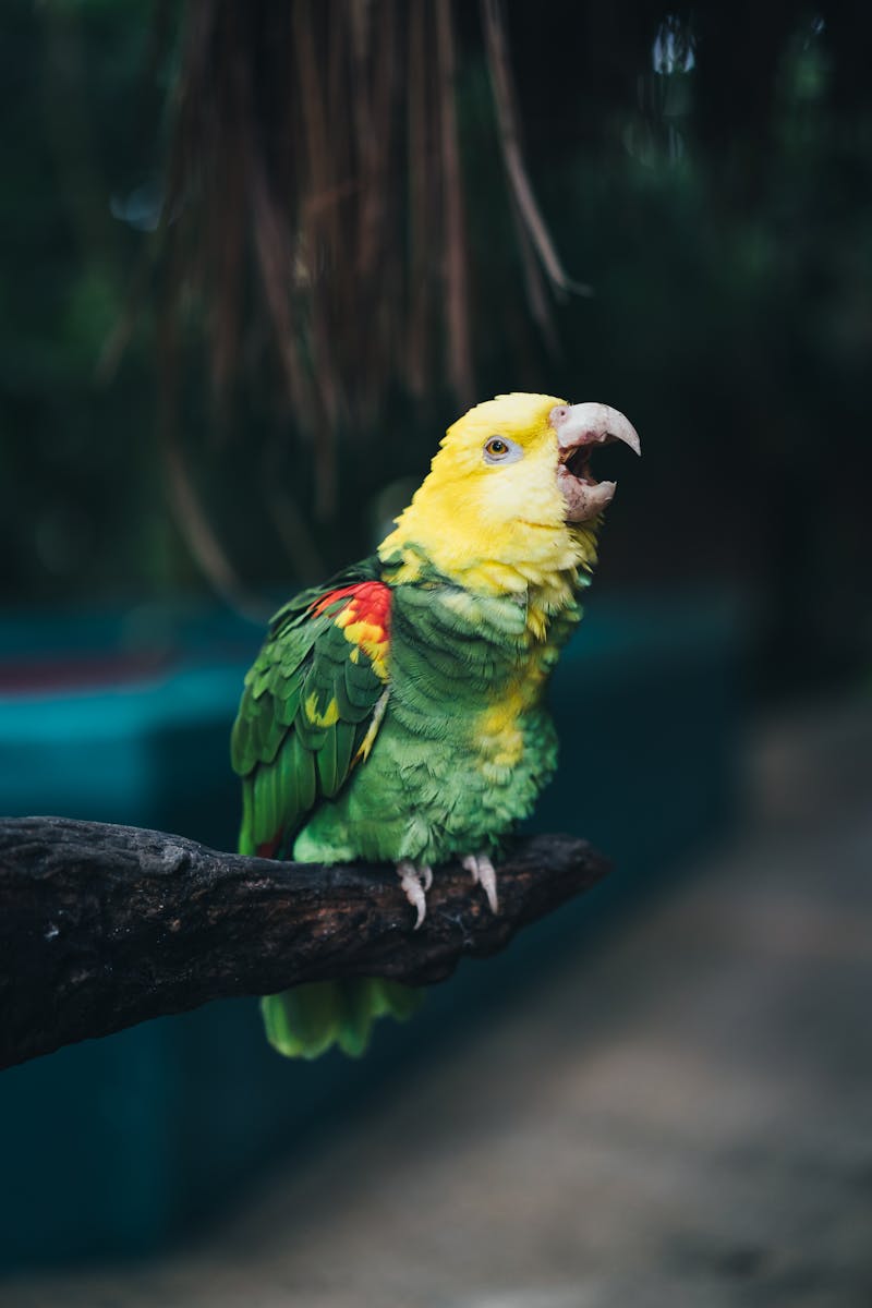 Macaw