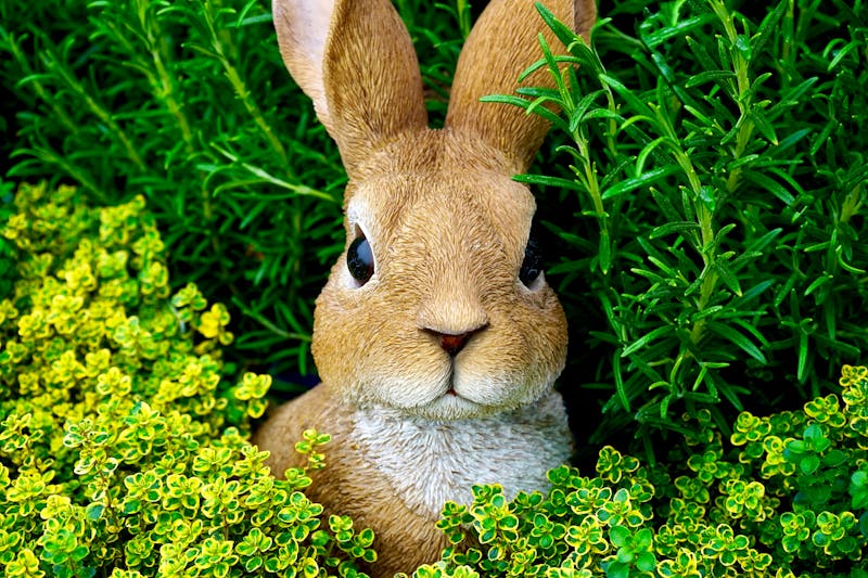 Rabbit